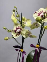 Ice Beyaz Ortanca Krizantem Bakır Vazo