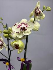 Ice Beyaz Ortanca Krizantem Bakır Vazo