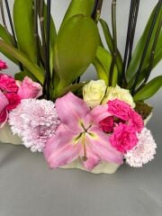 Phalaenopsis Orkide Şefaf