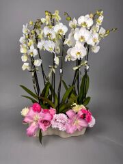 Phalaenopsis Orkide Şefaf