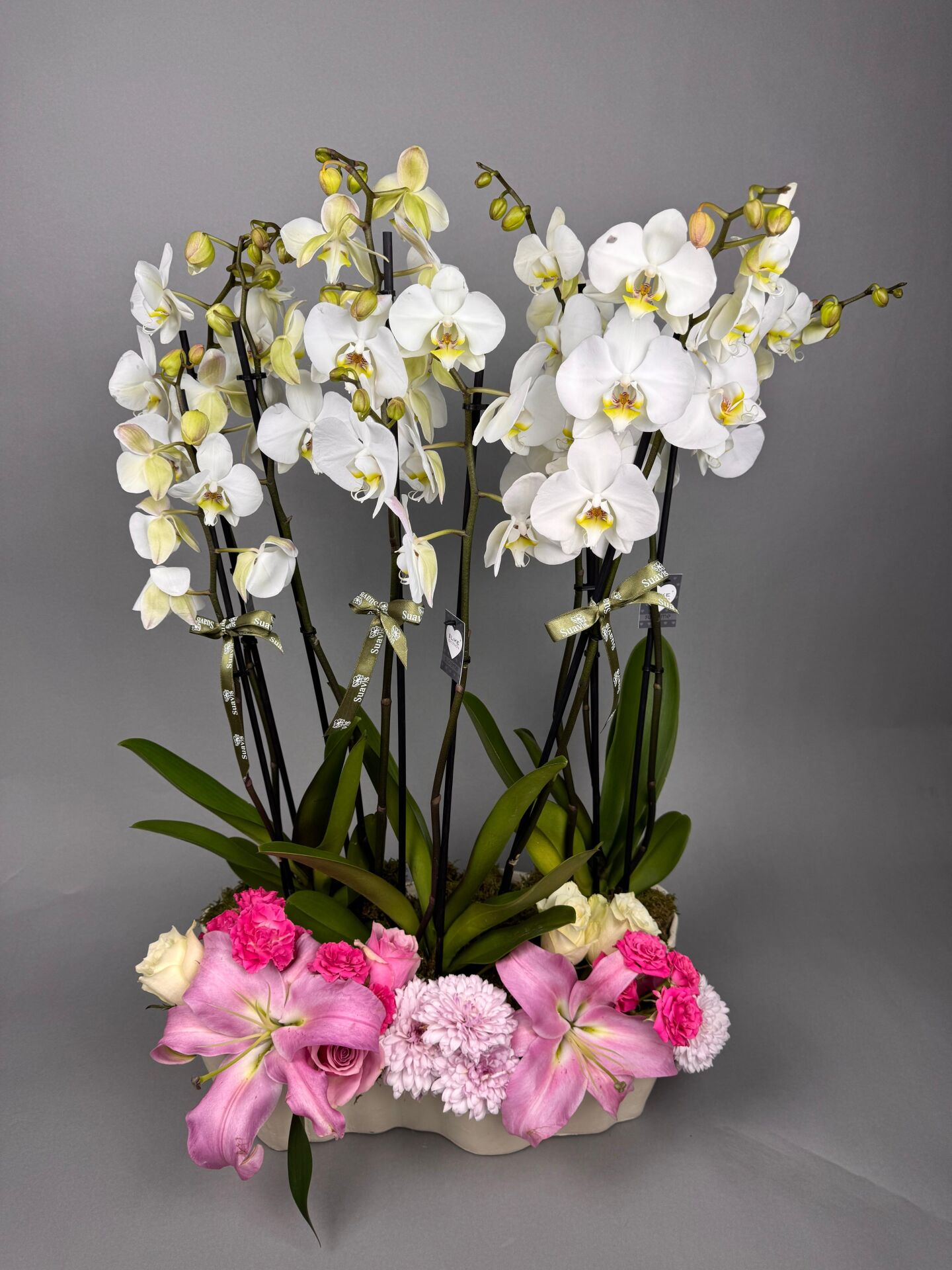 Phalaenopsis Orkide Şefaf
