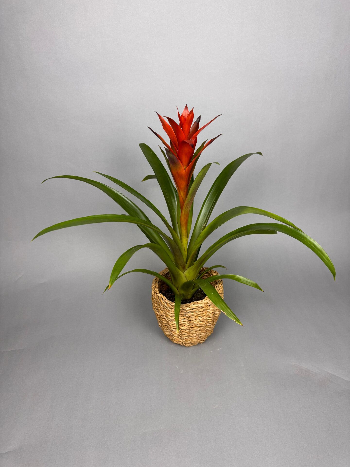 Bromeliad Sepet Tasarım