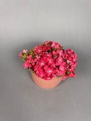 Clara Royel Pembe Vazo