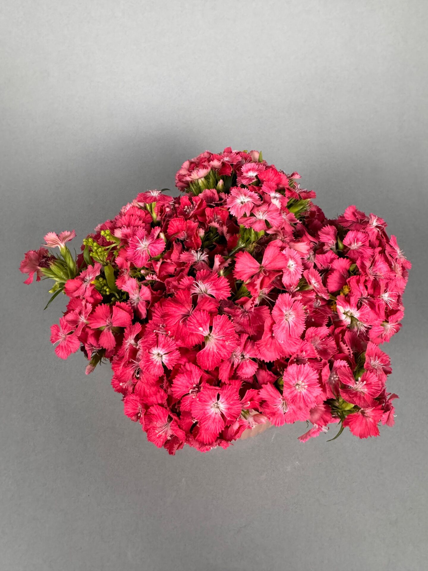 Clara Royel Pembe Vazo