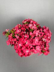 Clara Royel Pembe Vazo