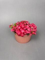 Clara Royel Pembe Vazo