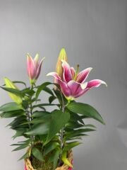 Lilyum Masalı Hasır Vazo