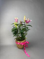 Lilyum Masalı Hasır Vazo